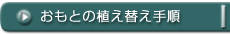 おもとの植え替え手順