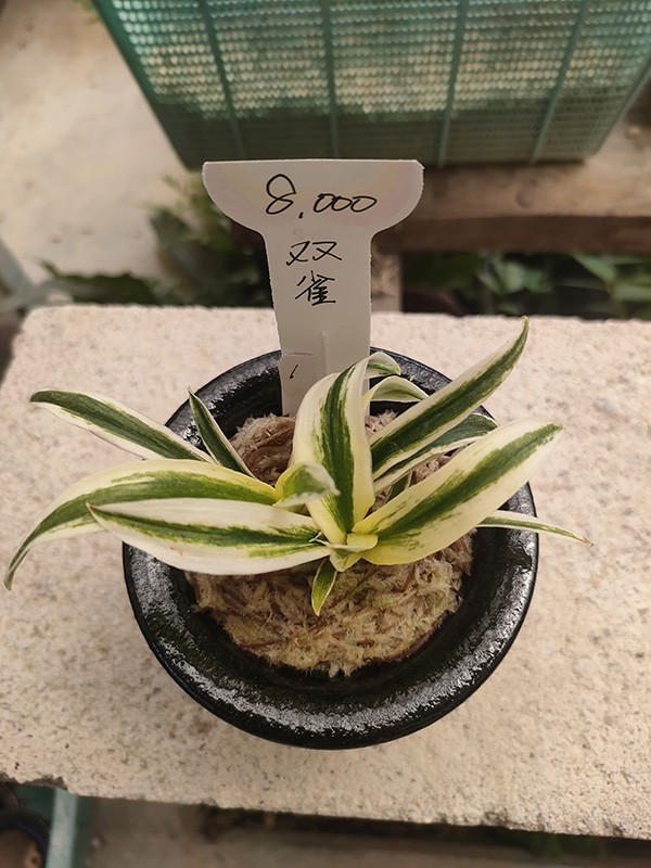 おもと画像