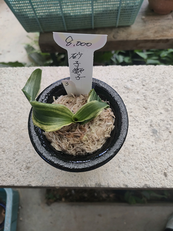 おもと画像