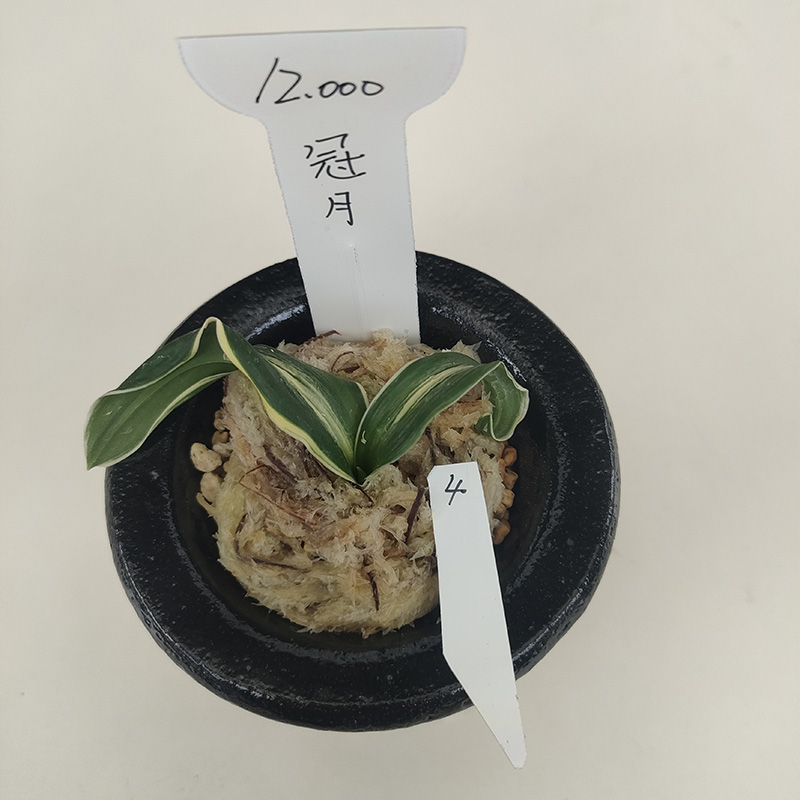 おもと画像