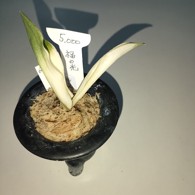 おもと画像