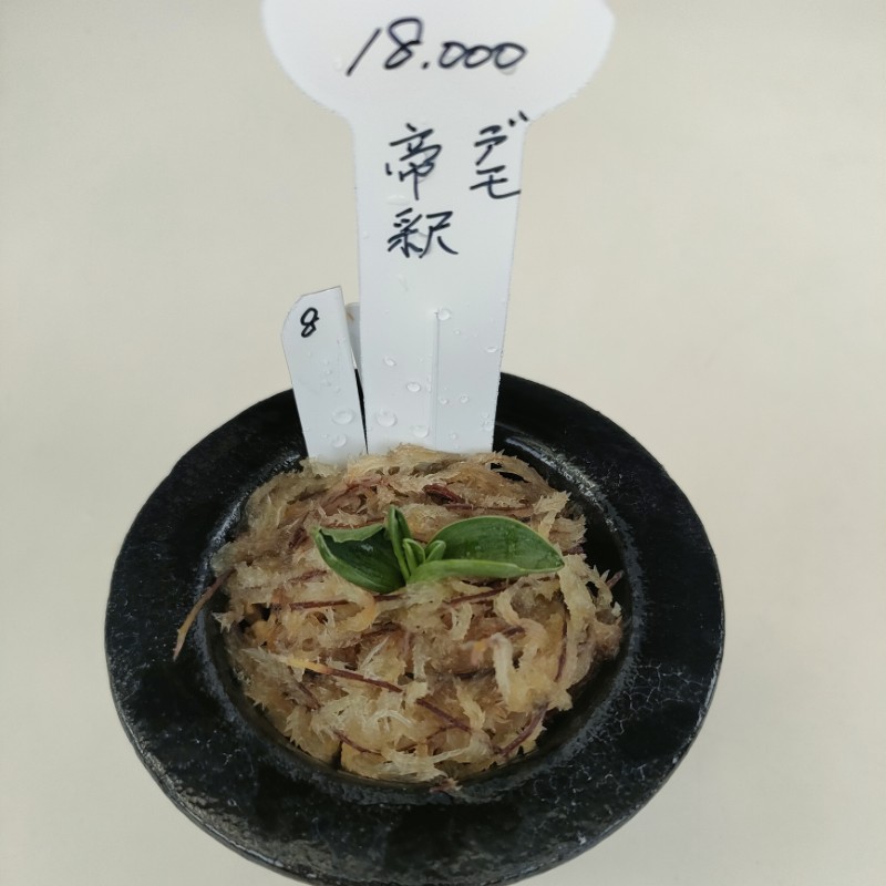 おもと画像