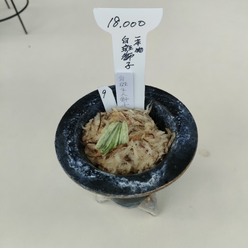 おもと画像