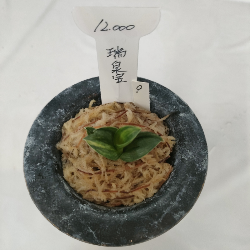 おもと画像