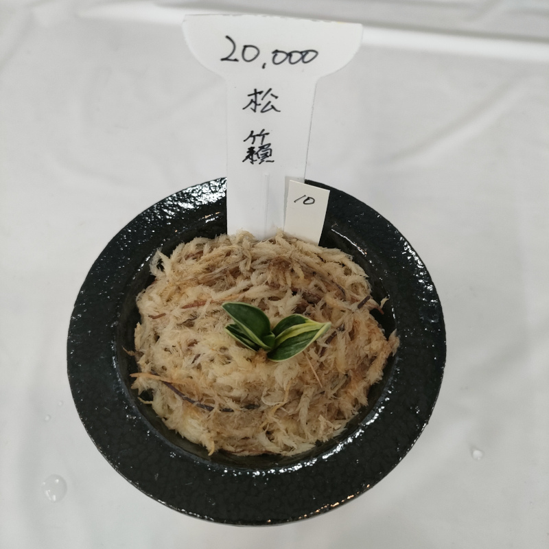 おもと画像