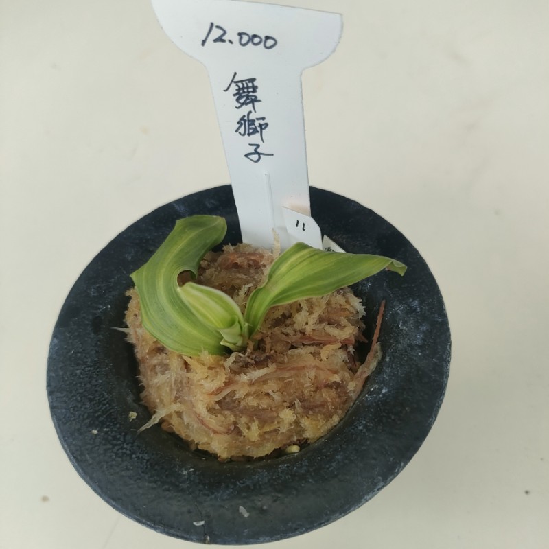 おもと画像