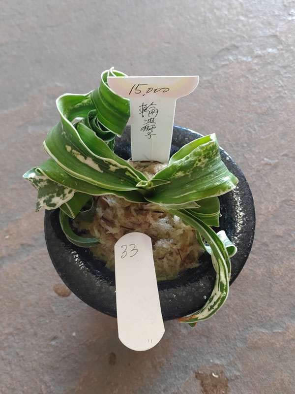 おもと画像